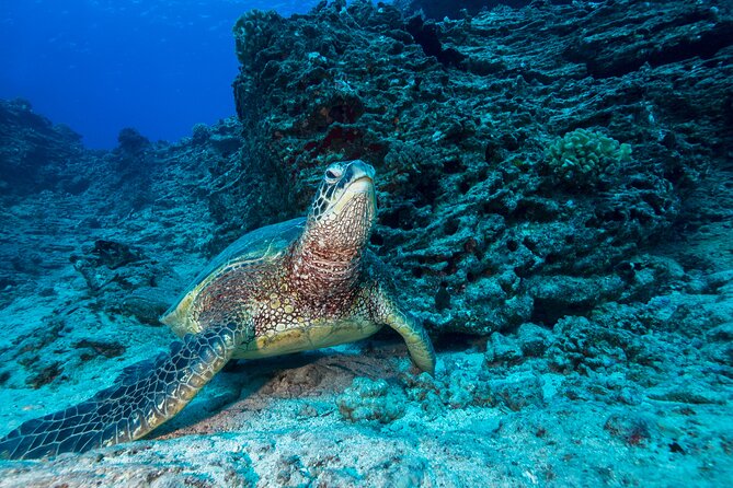 Certified Diver: 2-Tank Shallow Reef Dives off Oahu - Dive Experience