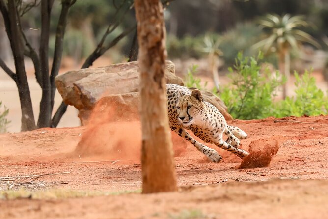 Cheetah Encounter at Werribee Open Range Zoo - Excl. Entry - Review Sources
