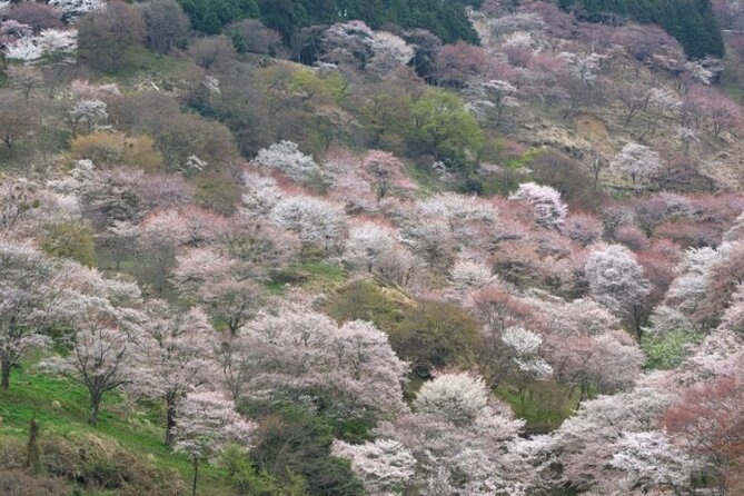 Cherry Blossom Buddha and Mt.Yoshino With Strawberry Picking Tour - Logistics
