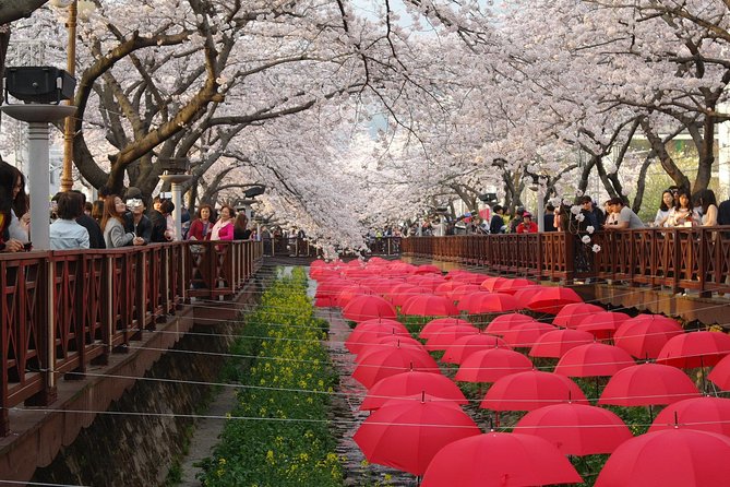Cherry Blossom Tour in Busan and Jinhae From Busan - Itinerary Overview