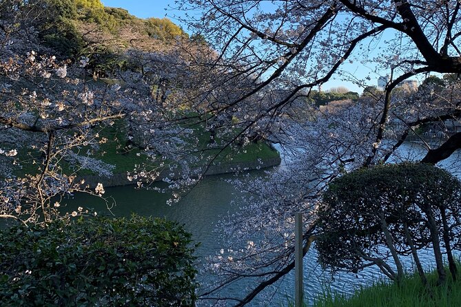 Cherry Blossom Tour in Tokyo - Booking Information