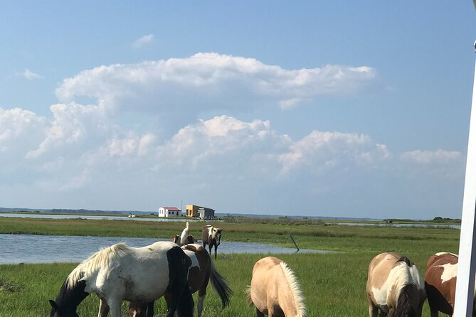 Chincoteagues Up The Bay Pony and Wildlife Tour by Boat - Pricing and Inclusions