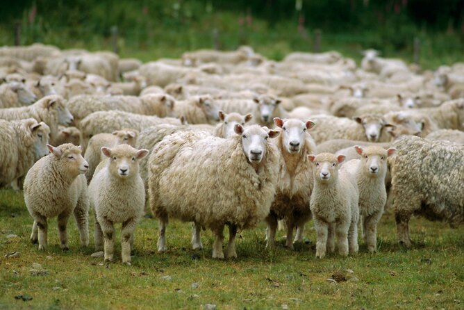 Christchurch Sheep Farm Visit - Traveler Photos