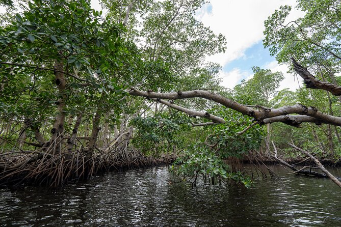 Clear Kayak Tour in North Miami Beach - Mangrove Tunnels - Overall Experience and Customer Satisfaction