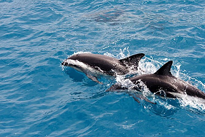 Clearwater Bay, Gulf Coast Dolphin Watching Cruise - Booking Information
