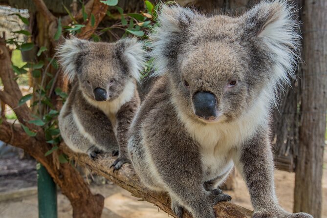 Cleland Wildlife Park Experience - From Adelaide Including Mt Lofty Summit - Park Highlights