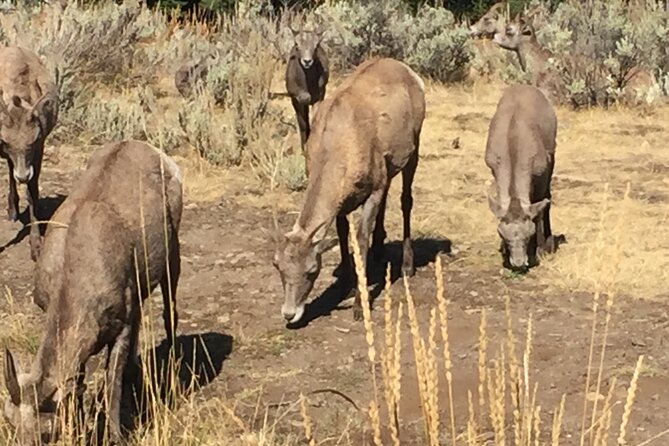 Cody Small-Group Open-Air Yellowstone Tour - Customer Reviews