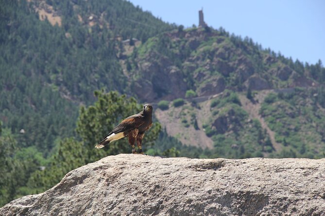 Colorado Springs Hands-On Falconry Class and Demonstration - Meeting and Logistics