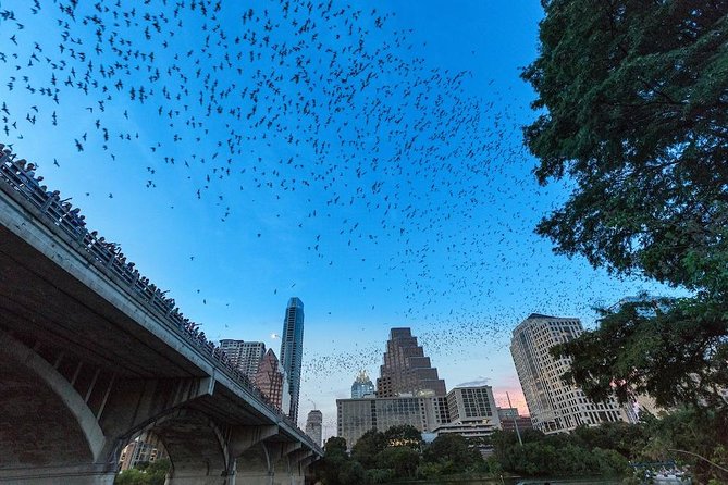 Congress Avenue Bat Bridge Kayak Tour in Austin - Launch Point and Guides