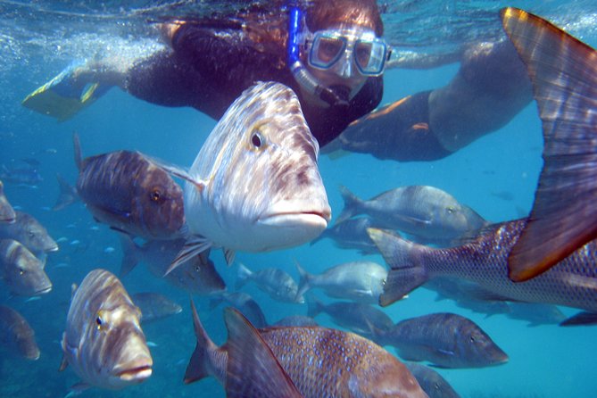 Coral Bay 2-Hour Coral Viewing and Snorkeling - Snorkeling Equipment Provided