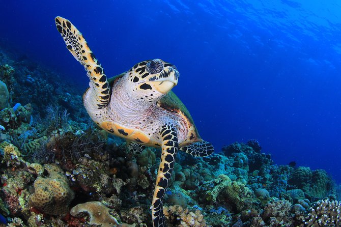 Coral Garden and Liberty Shipwreck Intro to Scuba Diving  - Ubud - Pickup Points and Transport Options