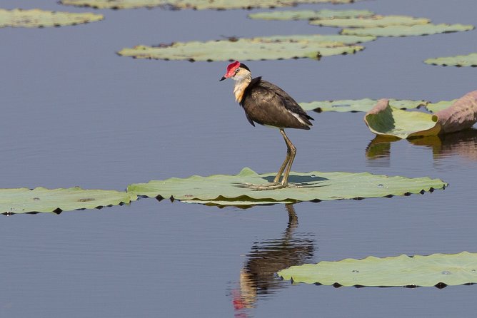 Corroboree Billabong Wetland Cruises - 1.5 Hour Morning Cruise - Traveler Reviews