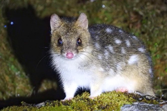 Cradle Mountain Wildlife Spotting After Dark - Tour Inclusions and Amenities