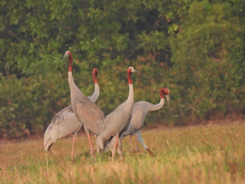 CRANES OF THE MEKONG by Discovery Center, Kep West - Experience Highlights