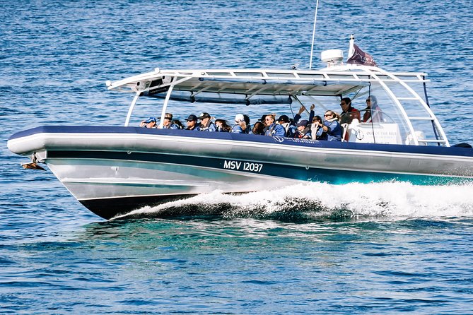 Cruise With Dolphins in Byron Bay - Best Time to Spot Dolphins