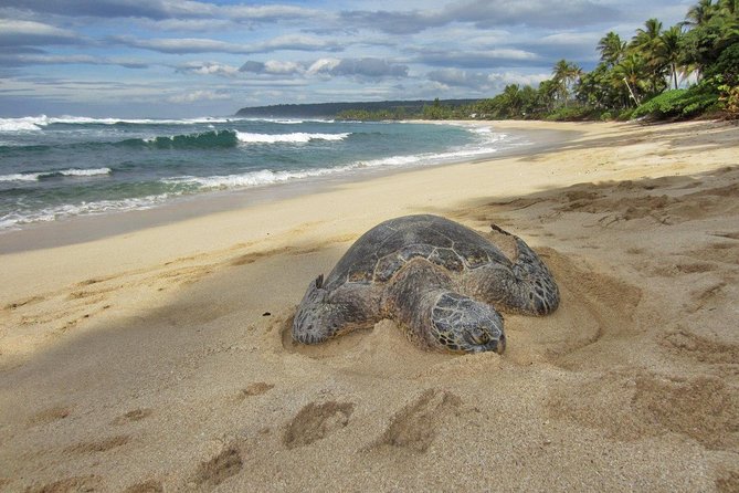 Custom Island Tour - for 6 to 14 People - up to 8 Hours - Private Tour of Oahu - Tour Overview and Inclusions