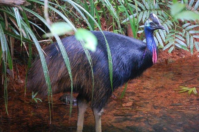 Daintree Discovery Centre Family Pass Ticket - Pricing and Discount Details