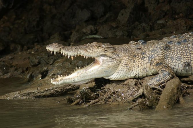 Daintree River Cruise - Cruise Experience