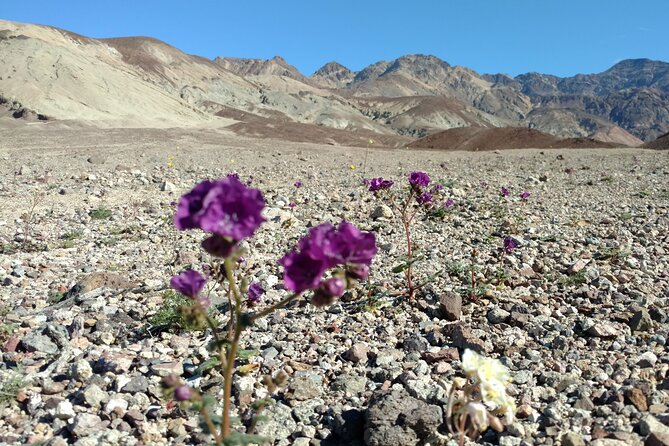 Death Valley Small Group Day Tour From Las Vegas - Pickup Points and Details