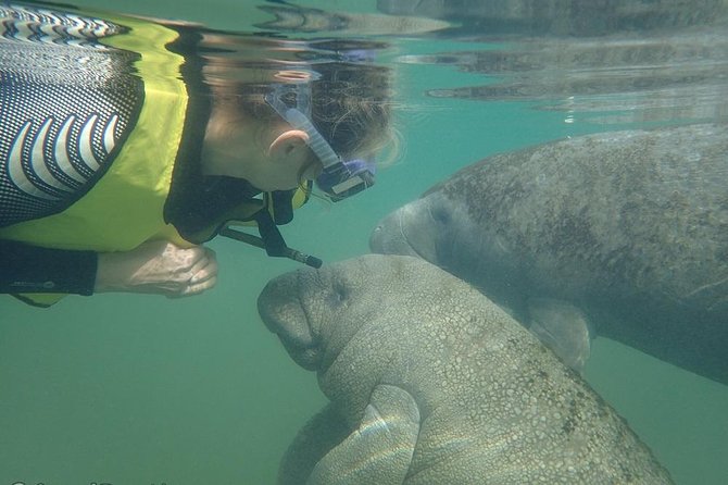 Deluxe Manatee Swim Tour - Preparation and What to Bring