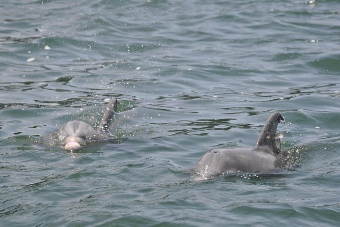 Destin Dolphin Watching Cruise in the Gulf of Mexico - Inclusions