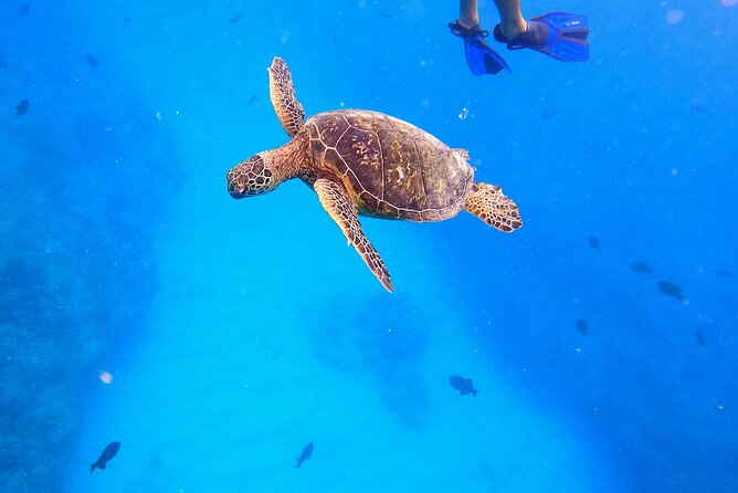 Diamond Head Sailing and Turtle Snorkeling Tour in Waikiki - Participant Requirements