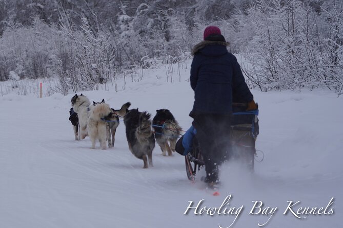 Dog Sled Adventure - Customer Reviews