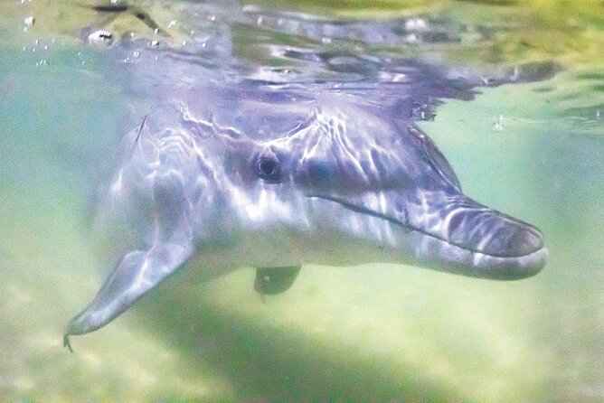 Dolphin Feeding Day Cruise to Tangalooma Island Resort on Moreton Island - Dive Into Fun Marine Activities
