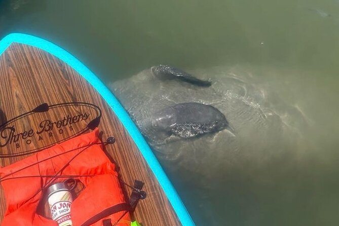 Dolphin, Manatee and Sea Turtle Adventure Tour of St. Augustine - Experience Options