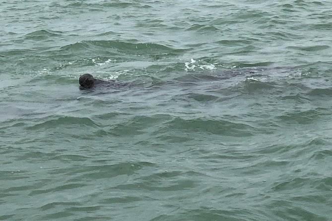 Dolphin Shelling Snorkeling Cruise in Tampa - Booking and Cancellation Policies