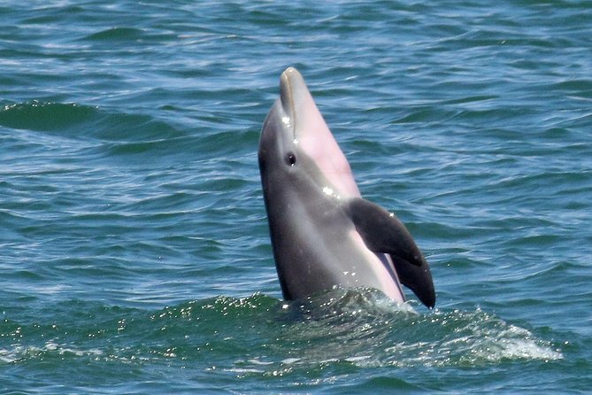 Dolphin Tour on a Private Boat - Wildlife Encounters