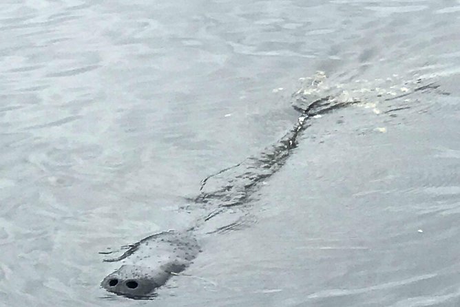 Dolphin Tours Along and Near the Beautiful Indian River Lagoon - Cancellation Policy