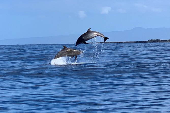 Dolphin Watch & Snorkel Captain Cook Monument Big Island Kailua-Kona Hawaii - Participant Requirements