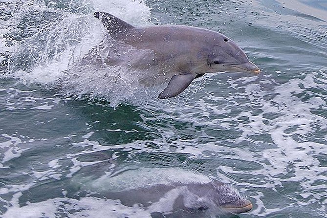 Dolphin Watching Around Cape May - Reviews and Recommendations