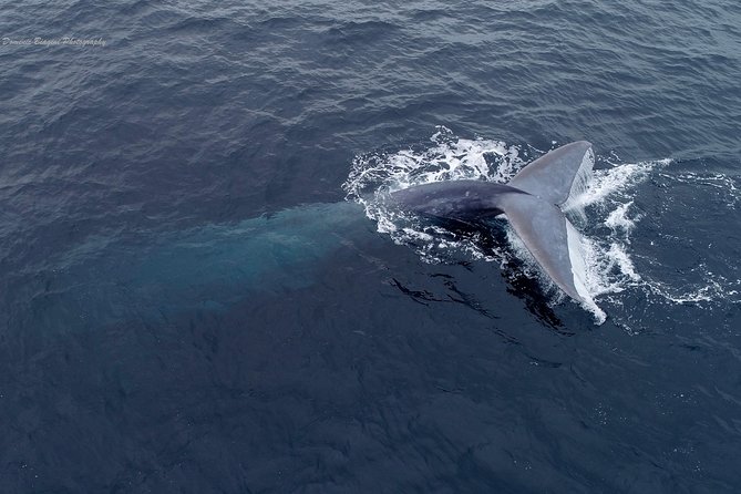 Dolphin & Whale Watching Sunset Cruise - Educational Insights on Marine Wildlife