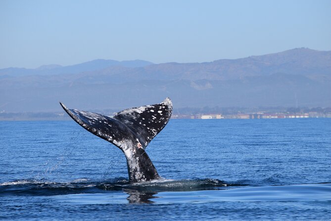 Dolphin & Whale Watching - Sightseeing Highlights
