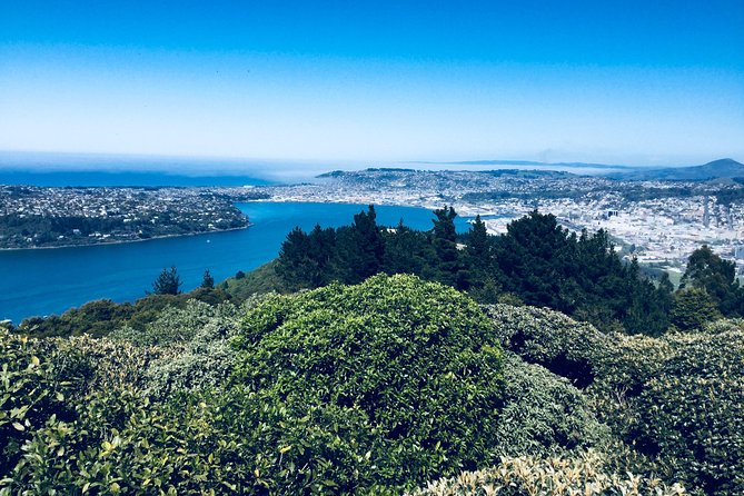 Dunedin City Highlights, Otago Peninsula Scenery & Albatross Guided Tour - Customer Reviews and Ratings
