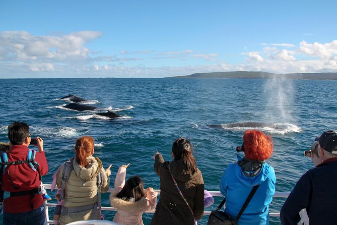 Dunsborough Whale Watching Eco Tour - Tour Features