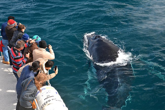 Educational Whale Watching Tour From Augusta or Perth - Customer Experience