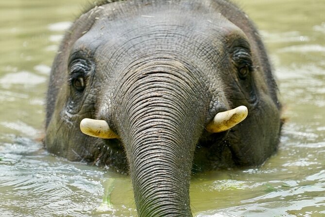 Elephant Experience at Melbourne Zoo - Elephant Encounter Details