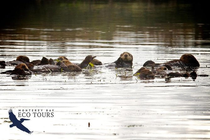 Elkhorn Slough Wildlife Tour - Tour Inclusions