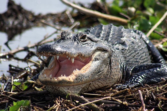Everglades Adventure From the Greater Fort Myers Area  - Naples - Reviews