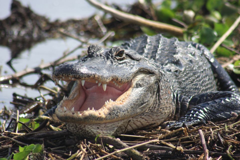 Everglades Day Safari From Sanibel, Fort Myers & Naples - Customer Reviews