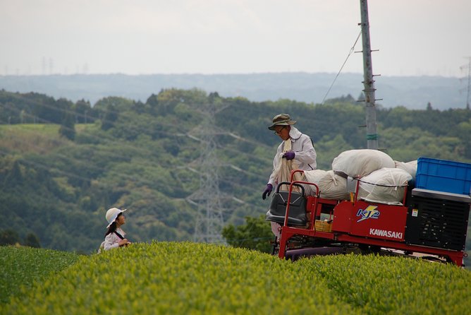 Experience Tea Picking With a Tea Farmer, and Tempura Lunch With Picked Tea Leaves - Tea Production Learning Opportunity