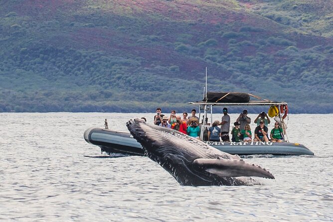 Eye-Level Whale Watching Eco-Raft Tour From Lahaina, Maui - Logistics and Policies