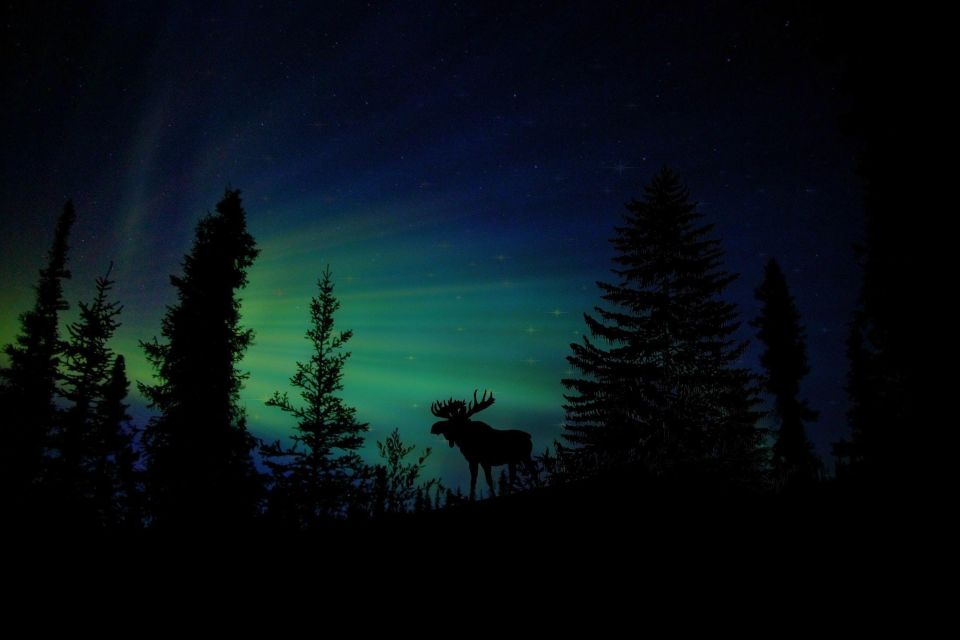Fairbanks: Northern Lights and Chena Hot Springs Tour - Experience Highlights