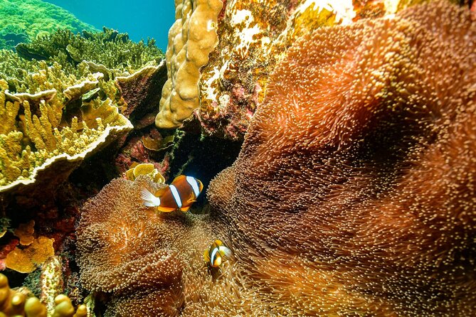 Fly to Moore Reef & Cruise Return - Reef Activity Platform