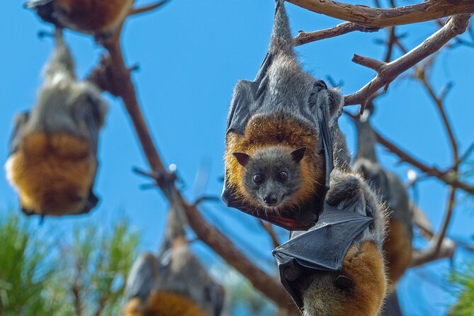 Flying Fox Experience, Thousands of Australias Largest Bat - Important Information for Travelers