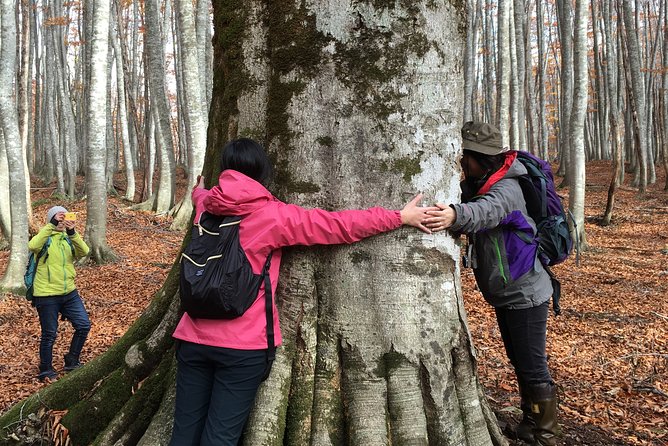 Forest Healing Around the Giant Beech and Katsura Trees - Ancient Tree Species