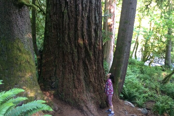 Forest Hike to Gorgeous Twin and Snoqualmie Falls - Experience Details
